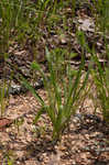 Largebracted plantain